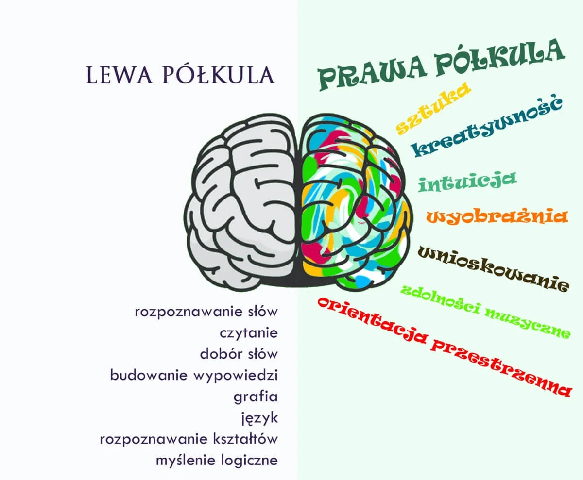 Lewa i prawa półkula mózgu i ich główne funkcje po udarze.